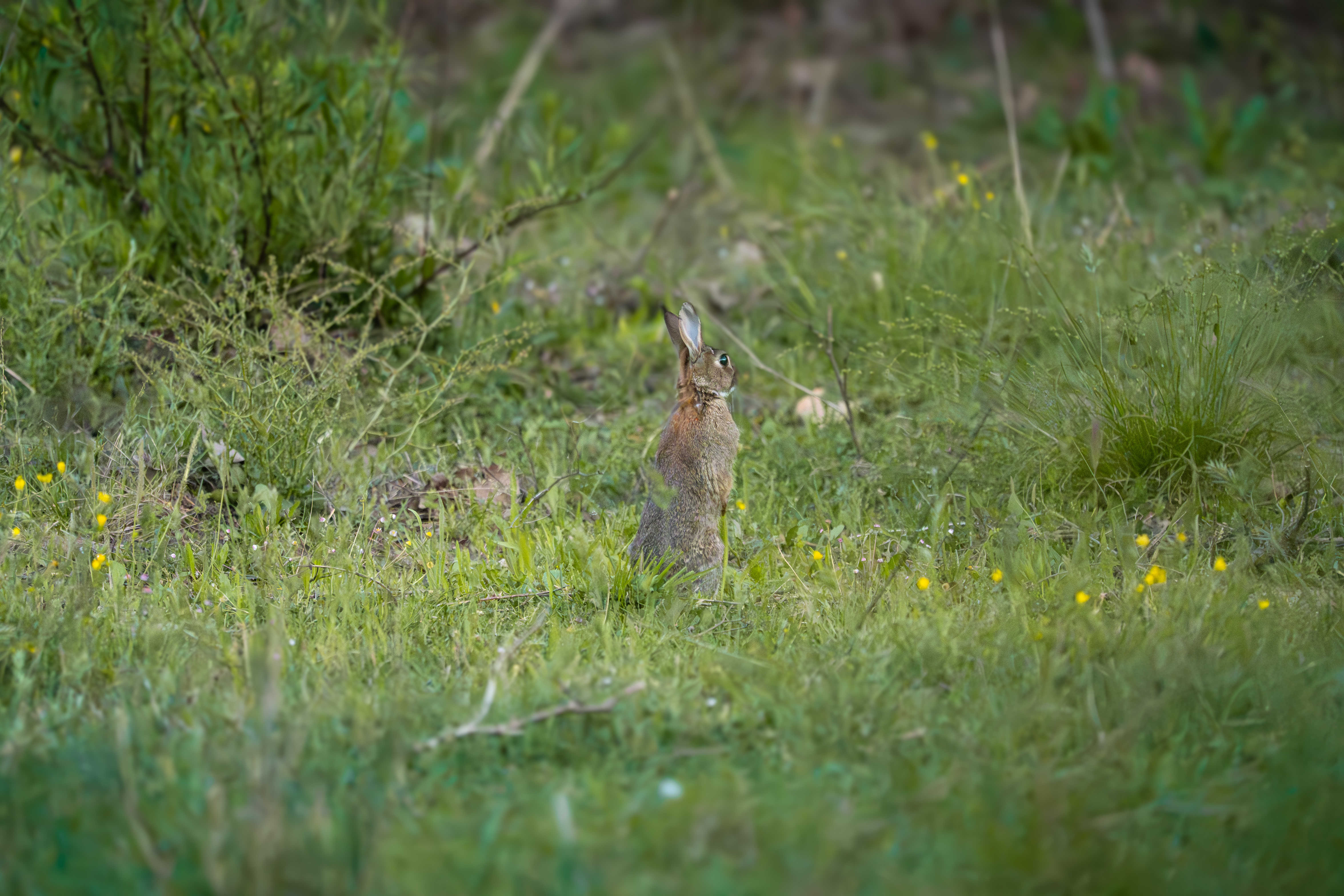 Lapin de garenne
