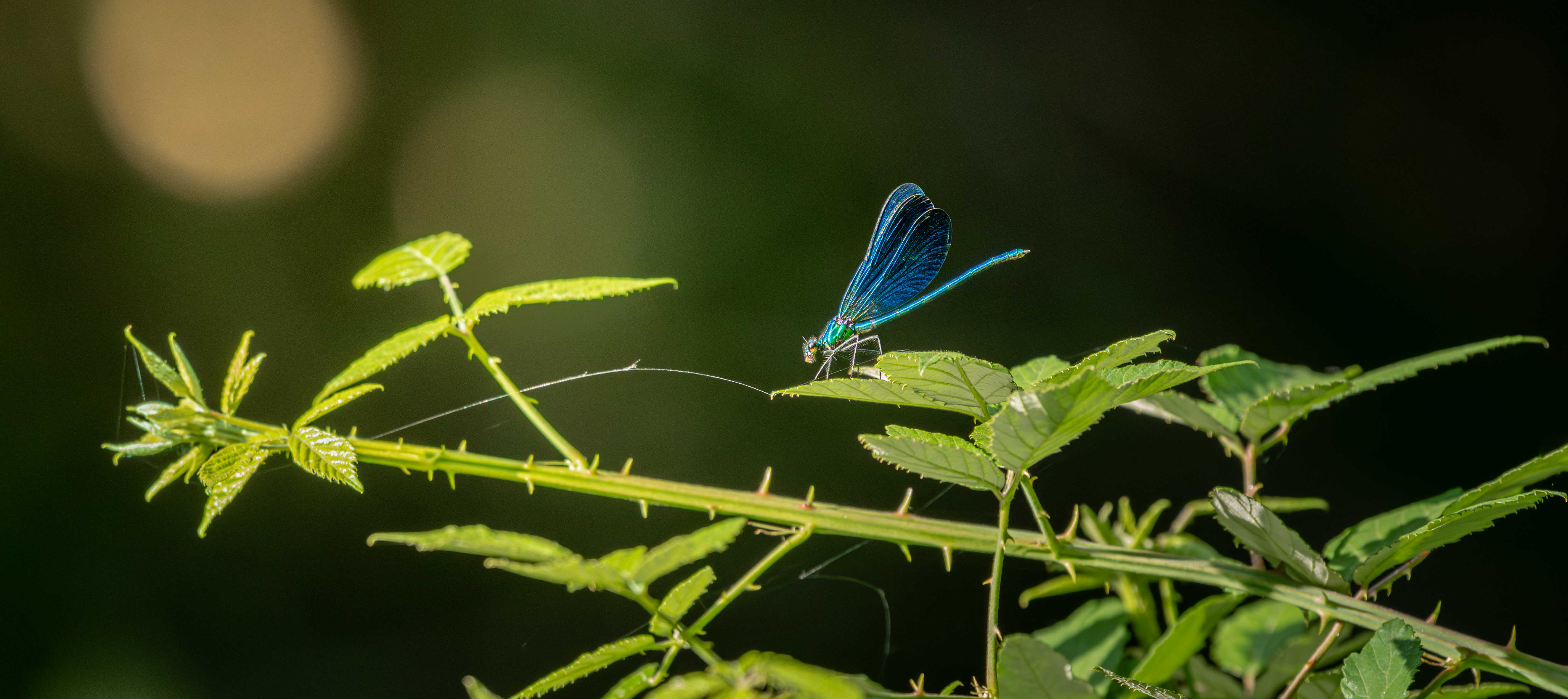 Calopteryx vierge
