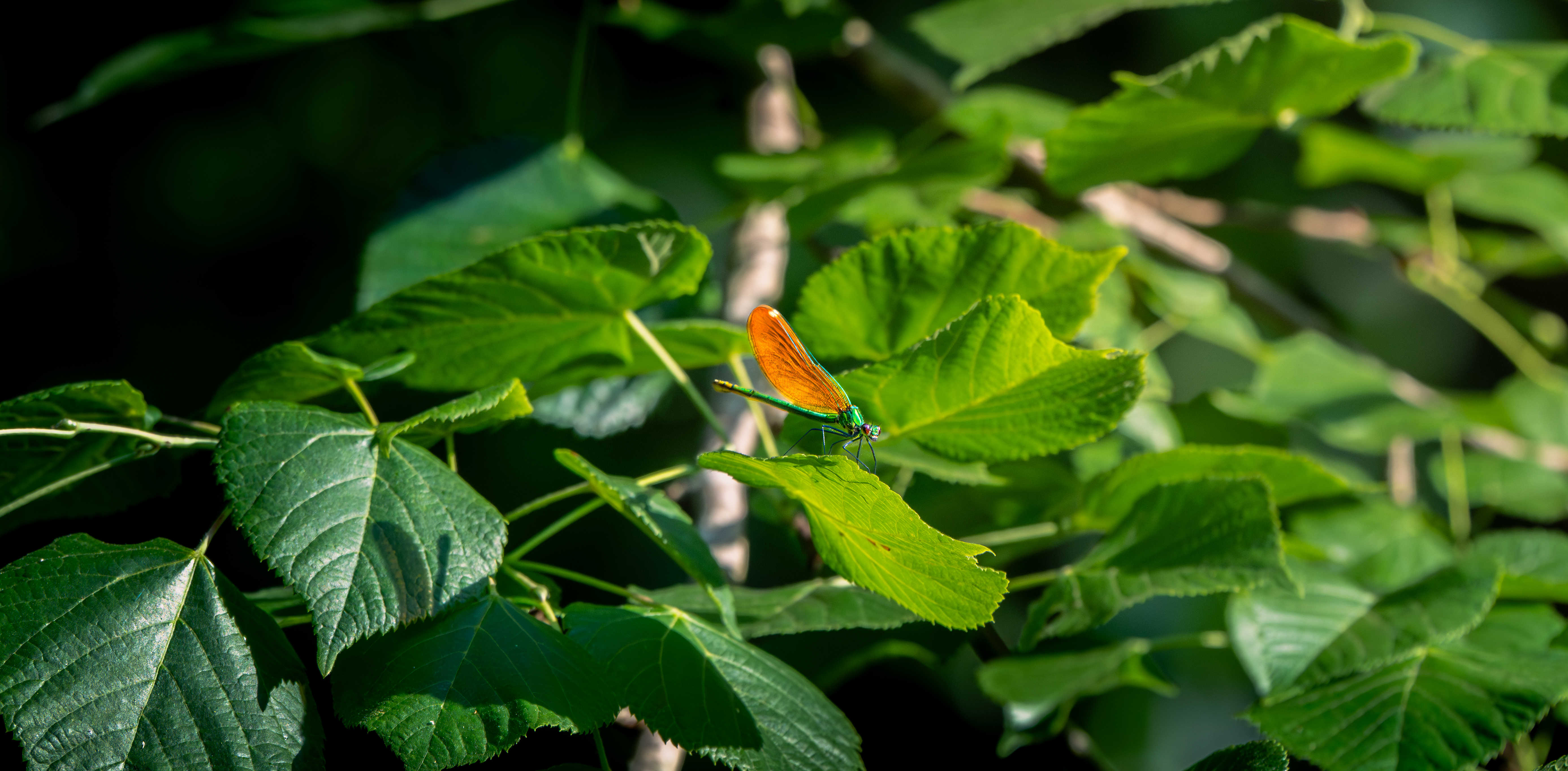 Calopteryx vierge