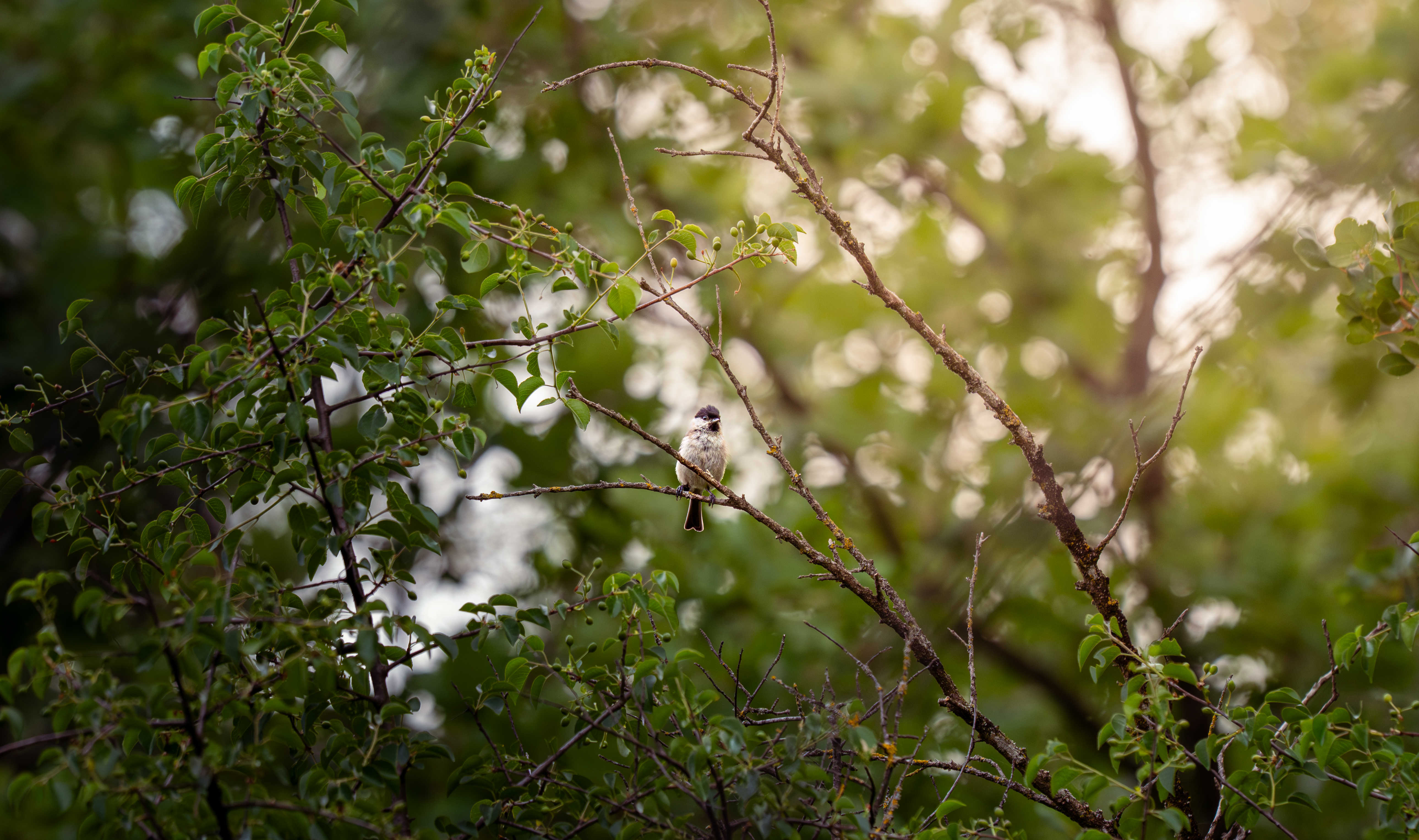 Mésange nonnette
