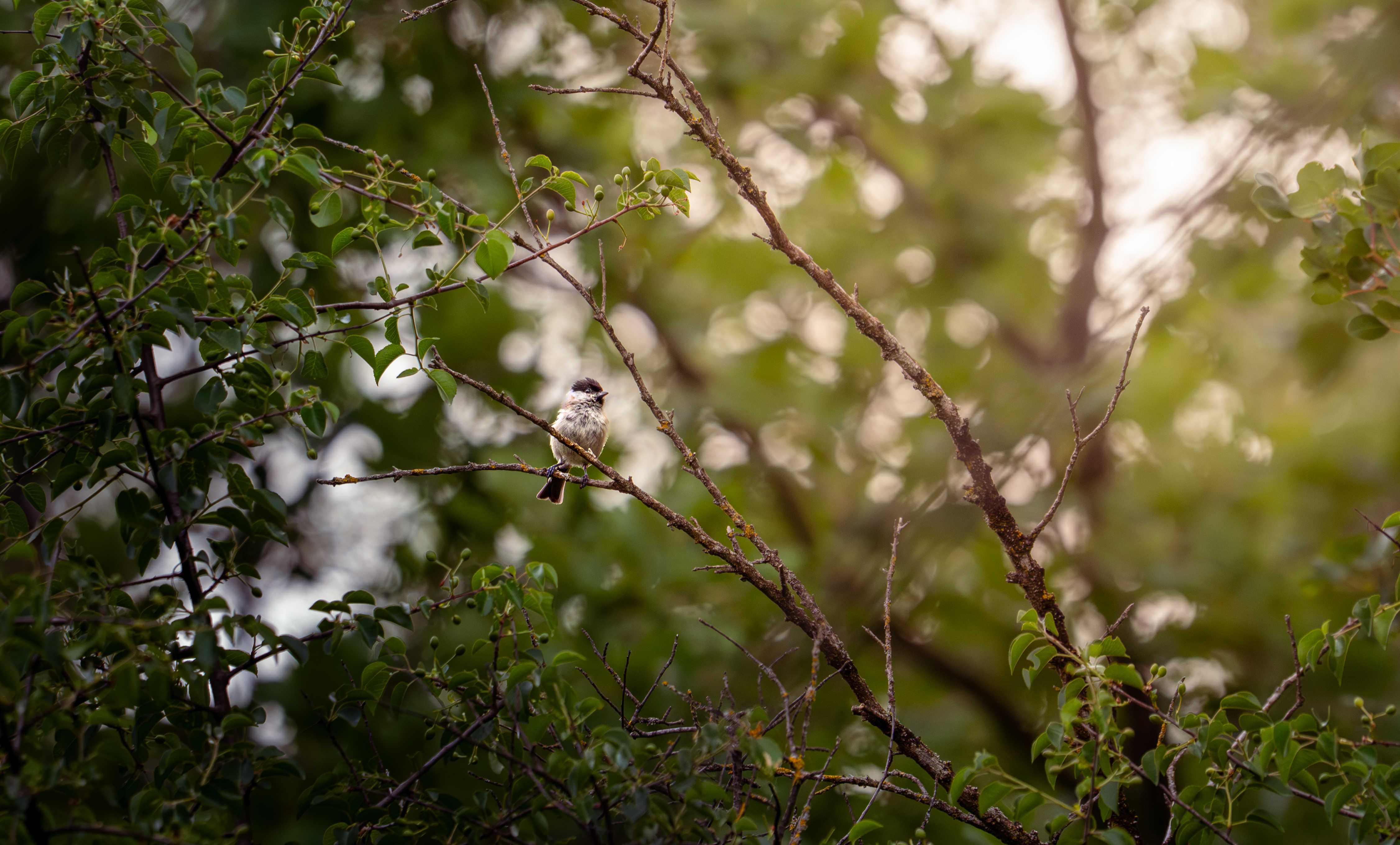 Mésange nonnette