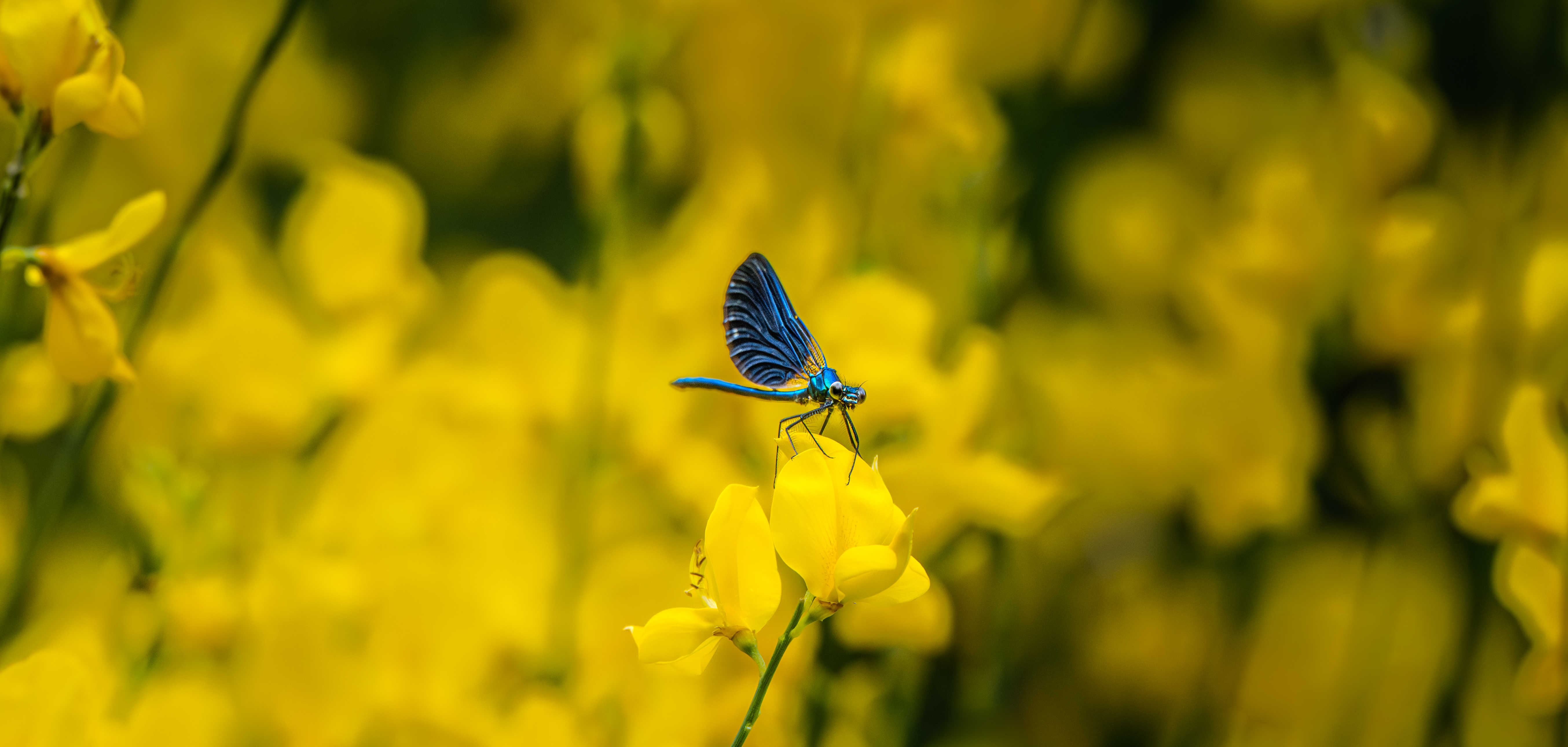 Calopteryx vierge