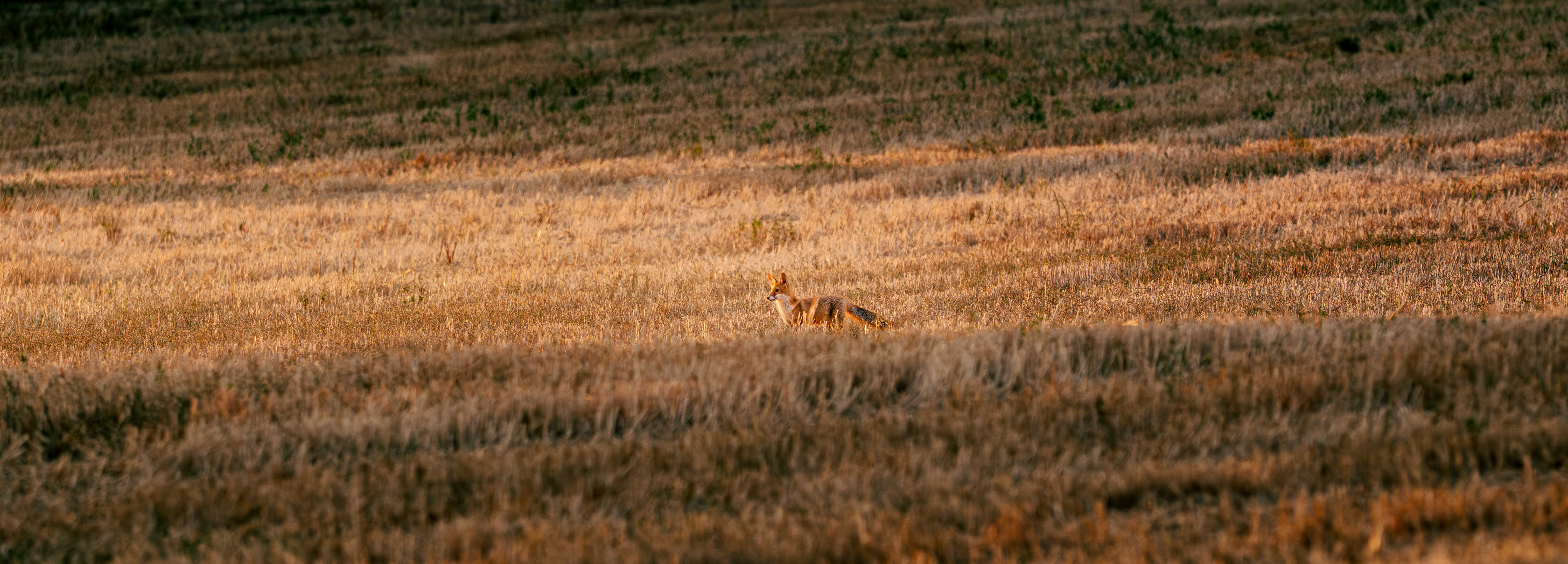 Renard roux