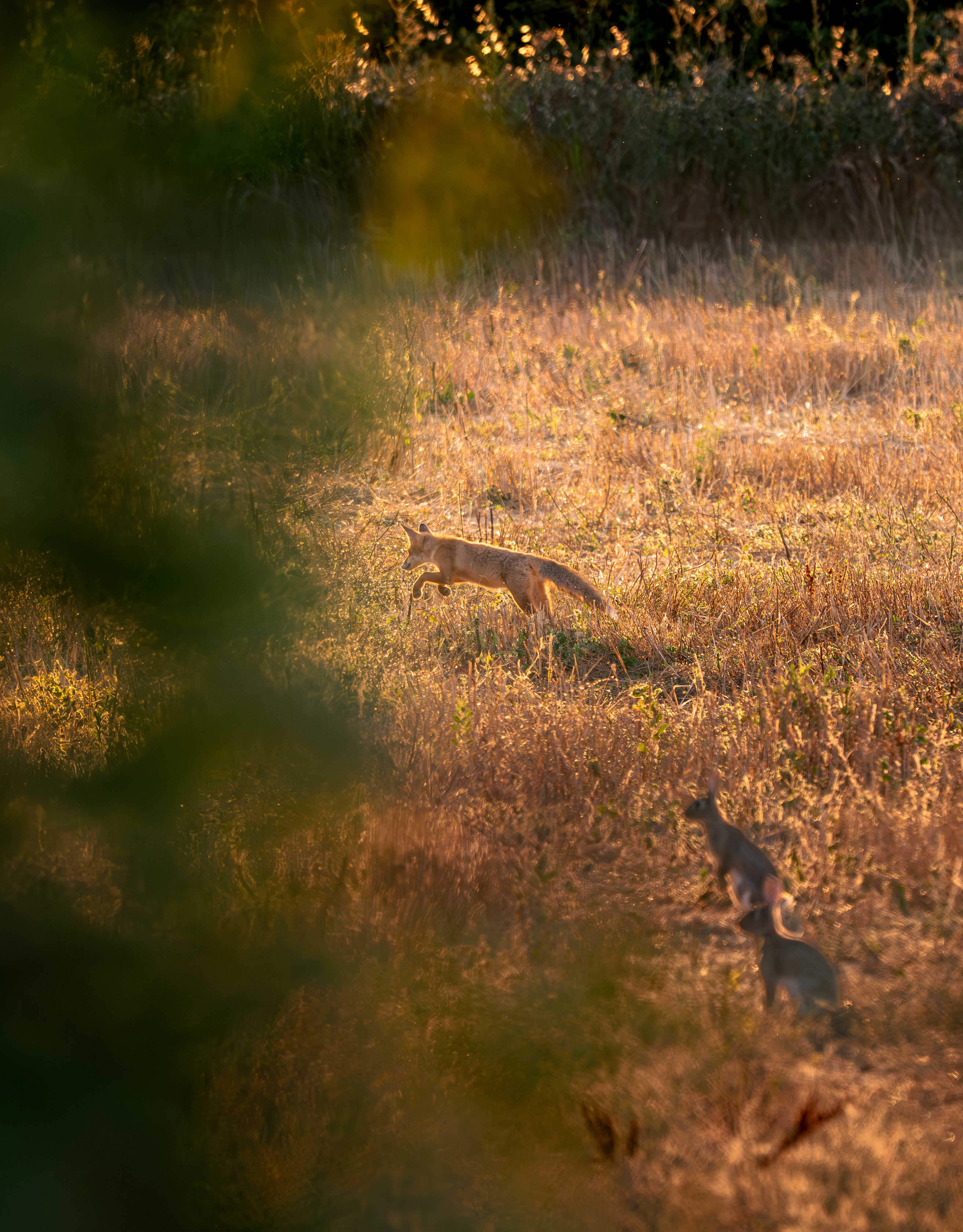 Renard roux